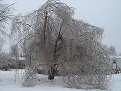 A weeping willow tree damaged by an ice storm
