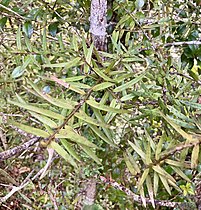 Podocarpus laetus