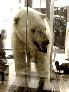 Leeds polar bear, conservation