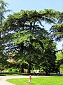 Bäume im Parc de la Tête d’Or