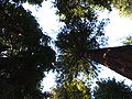 Muir Woods National Monument (Sequoia sempervirens)