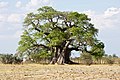 Affenbrotbaum Okahao[112] Okahao Baobab