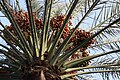 The 'Nakhla' date palm, a symbol of prosperity.[48]