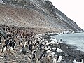 Adelie penguin colony on Paulet Island