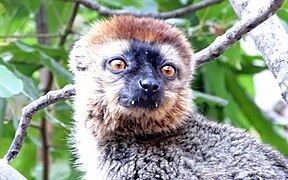 Red-fronted brown lemur (showing teeth) at Isalo National Park