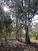 Eucalyptus Trees in the Lindsay Pryor National Arboretum