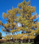Larch Taymyr lowlands 48,000–25,000 YBP, then later 9,400-2,900 YBP[30]