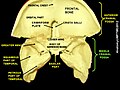 Middle cranial fossa