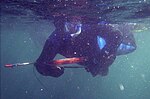 Taucher mit Unterwasserharpune beim Speerfischen