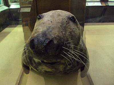 Warrington seal, conservation