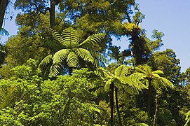Subtropischer Regenwald: die Waitākere Ranges