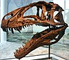 An acrocanthosaurus skull in the North Carolina Museum of Natural Sciences