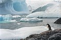 Image 17Few creatures make the ice shelves of Antarctica their habitat, but water beneath the ice can provide habitat for multiple species. Animals such as penguins have adapted to live in very cold conditions. (from Habitat)