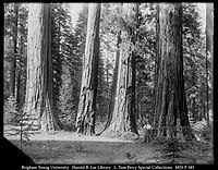 Calaveras Big Trees State Park, asi 1900