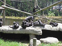 The zoo's chimpanzee troop