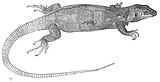 Gallotia simonyi, example of pen and ink scientific illustration