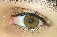 Green-hazel eyes