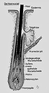 Schematischer Längsschnitt der Haarwurzel