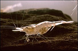An individual of the species Palaemonias ganteri, also known as the Kentucky cave shrimp. This species is endemic to this cave system.