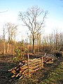 Coppicing in progress, note standard trees among the coppice stools, Lower Wood, Norfolk