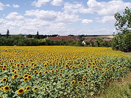 A field of sunflowers in Marcy