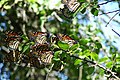 Migrating monarch butterflies on a cedar elm in central Texas