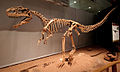 Skeleton of Monolophosaurus, a basal tetanuran from the Middle Jurassic of China