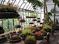 The carnivorous plants greenhouse