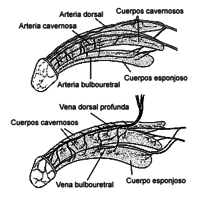 Arteries and veins of the penis (Spanish)