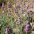 Salvia dorii in Red Rock Canyon National Conservation Area