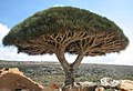Image 10Socotra dragon tree at Socotra, UNESCO World Heritage Site (from Tourism in Yemen)
