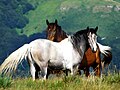 Wild horses on Balkan Mountains