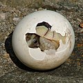 Baby Testudo marginata emerges from its egg