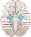 Brain human normal inferior view with labels en