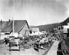 Mule train in British Columbia, 1911