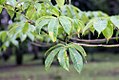 Blätter von Ceiba pentandra