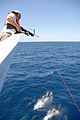 Fisheries scientist obtaining tissue samples from dolphins swimming in the bow wave of a NOAA ship