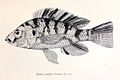 Haplochromis adolphifrederici