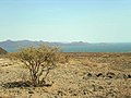 Lake Turkana Jade Sea