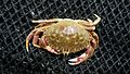 Graceful Crab (Metacarcinus gracilis)