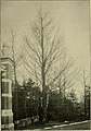 'Sarniensis' in Tilburg, the U. monumentalis or monumentaaliep [:monumental elm] of The Netherlands (c.1909)