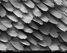 Wing scales by scanning electron microscopy (SEM)