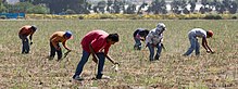 Four farmworkers, appearing to be Latinx and in plain clothing, work the land.