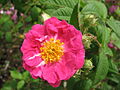ein Rose, vllt. die (eigentl. aus Japan stammende aber fast überall kultivierte) Kartoffel-Rose in Südafrika (November 2008)