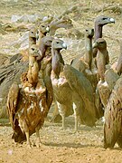 Flock of white-rumped vultures in India