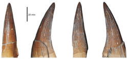 Four angle view of a fossil tooth of a pliosaur on a white background.