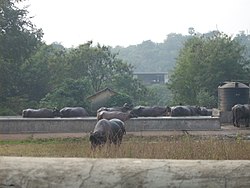 Buffaloes grazing in a dairy farm at Aarey Colony