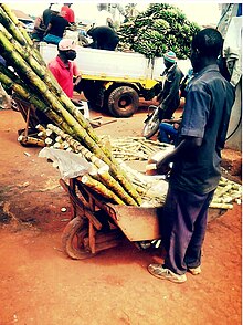 A Ugandan man selling sugarcanes