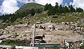 Ziegenmelken auf Alp de Naucal