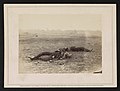Confederate Dead Antietam Maryland 1862 incorrectly identified and sold as taken near "Burnsides Bridge";[22]